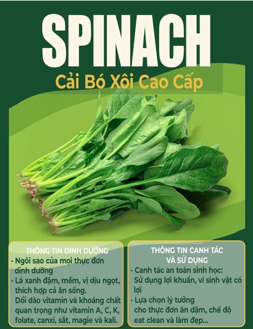 🍃 CẢI BÓ XÔI (SPINACH – RAU CHÂN VỊT) XANH LÀNH VỪA HÁI  Túi 500GR – RSP001