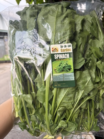 🍃 CẢI BÓ XÔI (SPINACH – RAU CHÂN VỊT) XANH LÀNH VỪA HÁI  Túi 500GR – RSP001
