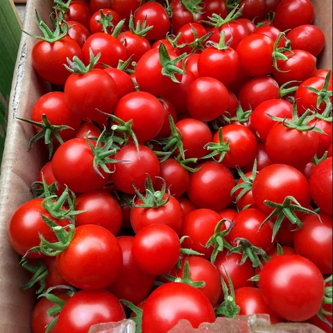 🍅CÀ CHUA TRÁI CÂY NHẬT CAO CẤP ECO SWEET - 500Gr CTE001 - MIX NOVA MỸ