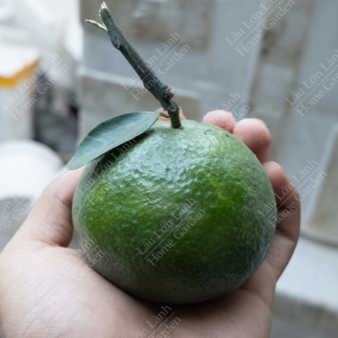 🍊 CAM SÀNH MIỀN TÂY - 1KG - CAM001