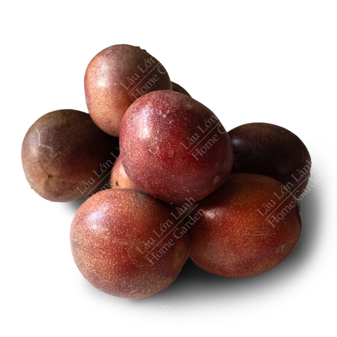 🟣 CHANH DÂY TƯƠI - 1KG - CTT001