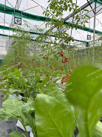 🌱 HÀNH TRÌNH CỦA NÔNG SẢN LÀNH