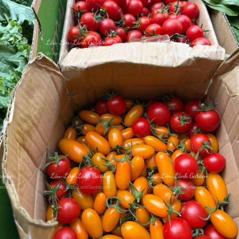 🍅CÀ CHUA TRÁI CÂY NHẬT CAO CẤP ECO SWEET - 500Gr CTE001 - MIX NOVA MỸ