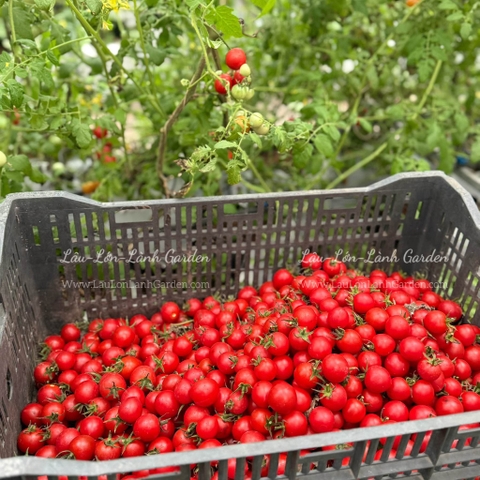 🍅CÀ CHUA TRÁI CÂY NHẬT CAO CẤP ECO SWEET - 500Gr CTE001 - MIX NOVA MỸ