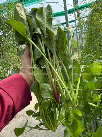 🍃 CẢI BÓ XÔI (SPINACH – RAU CHÂN VỊT) XANH LÀNH VỪA HÁI  Túi 500GR – RSP001