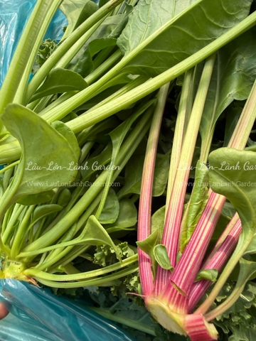 🍃 CẢI BÓ XÔI (SPINACH – RAU CHÂN VỊT) XANH LÀNH VỪA HÁI  Túi 500GR – RSP001