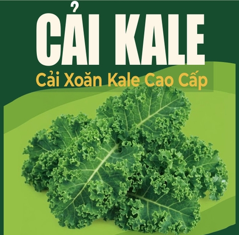 🥦CẢI XOĂN KALE GIÒN XANH LÀNH VỪA HÁI – TÚI 500GR LÁ – RLK001