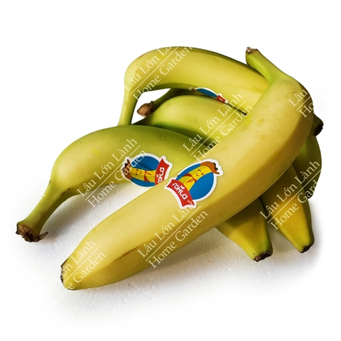 🍌 CHUỐI GIÀ NAM MỸ - 1KG - CNM001