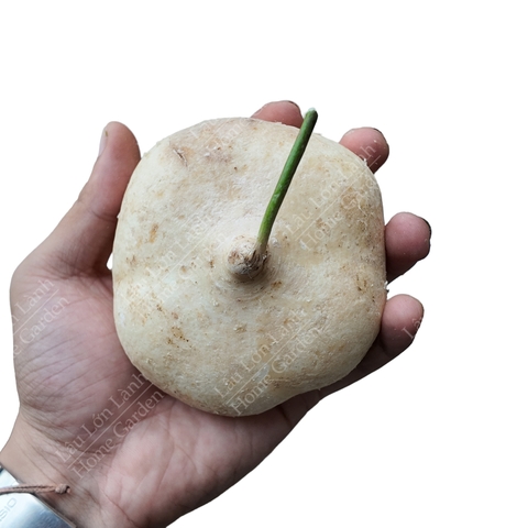 🤍 CỦ SẮN - 1KG - CST001