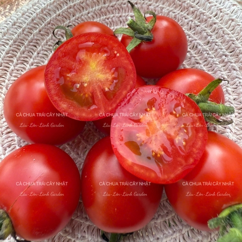 🍅CÀ CHUA TRÁI CÂY NHẬT CAO CẤP ECO SWEET - 500Gr CTE001 - MIX NOVA MỸ