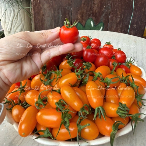 🍅CÀ CHUA TRÁI CÂY NHẬT CAO CẤP ECO SWEET - 500Gr CTE001 - MIX NOVA MỸ