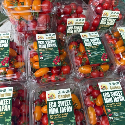 🍅CÀ CHUA TRÁI CÂY NHẬT CAO CẤP ECO SWEET - 500Gr CTE001 - MIX NOVA MỸ