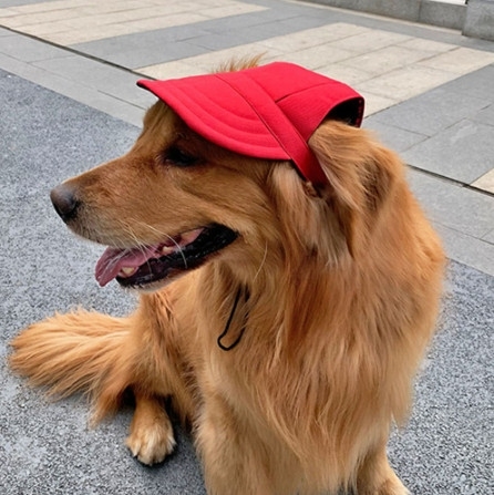 Nón lưỡi trai cho thú cưng