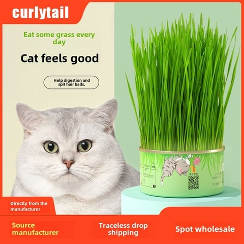 Hộp Trồng Cỏ Mèo