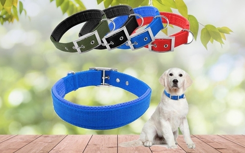 Vòng cổ dòng chó lớn 1.5