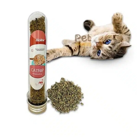 Cỏ mèo Bioline Cao Cấp