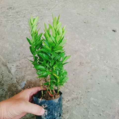 Cây Trang Ngũ Sắc (Nhỏ)