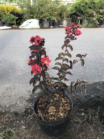 Cây Tường Vy Huyết Long
