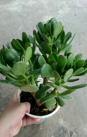 Cây Ngọc Bích Xanh