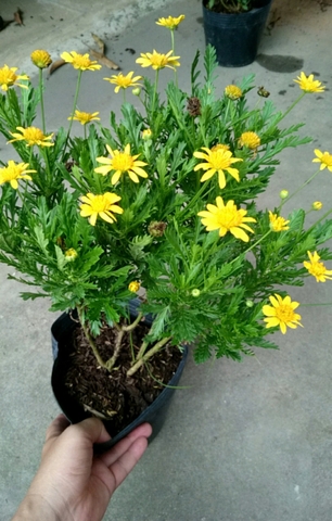 Cây Cúc Thân Gỗ