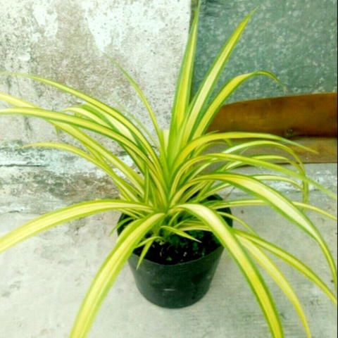 Cây Dứa Đại Phát