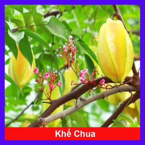 Cây Khế Chua