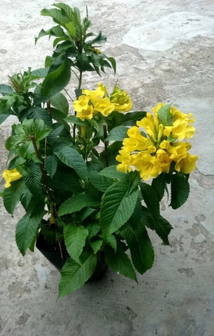 Cây Hoàng Yến