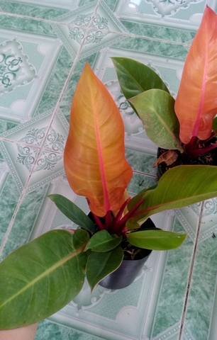 Cây Đế Đỏ