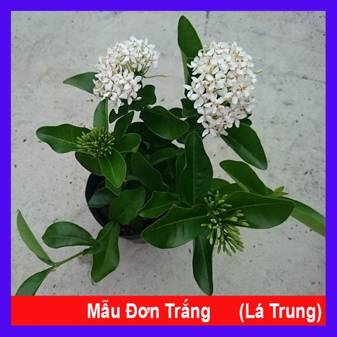 Cây Trang Trắng Lá Trung