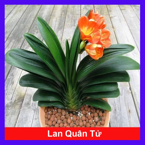 Cây Lan Quân Tử
