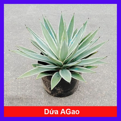 Cây Dứa AGao