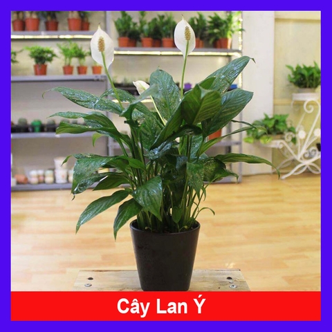 Cây Lan Ý