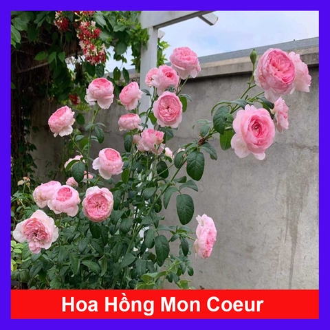 Cây Hồng Ngoại Mon