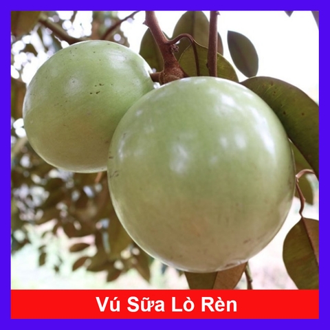 Cây Vú Sữa Lò Rèn