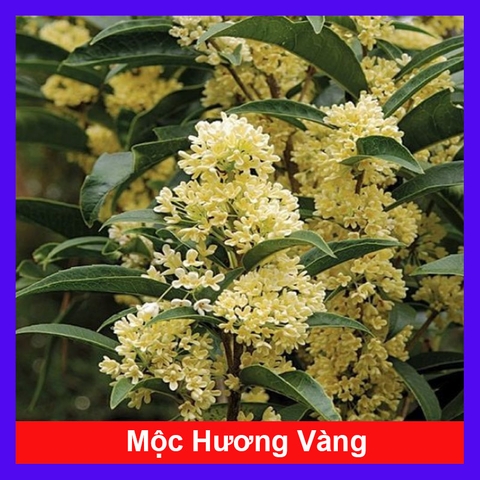 Cây Mộc Hương