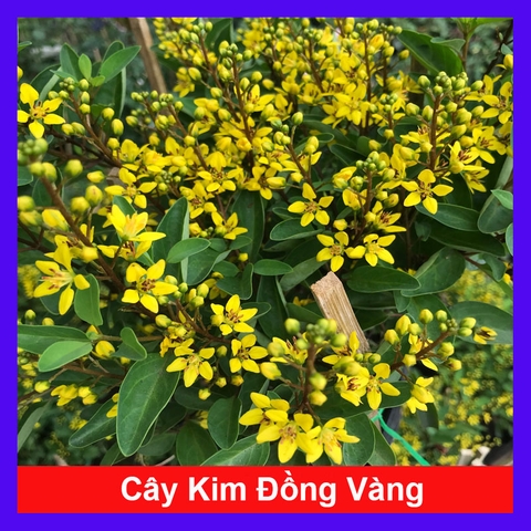 Cây Kim Đồng Vàng