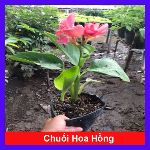 Cây Chuối Hoa Hồng