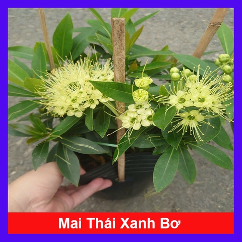 Cây Mai Thái (Xanh Bơ) Lớn