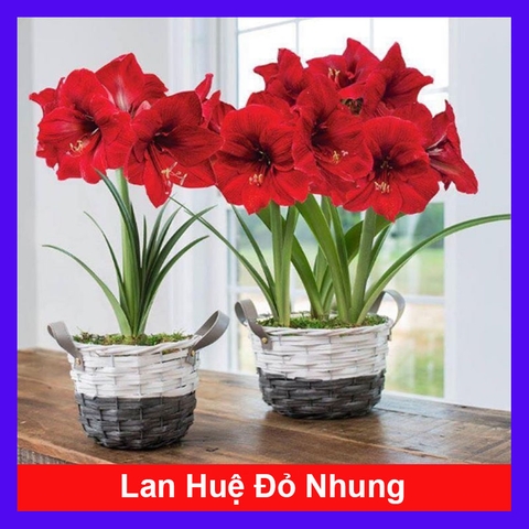 Củ Lan Huệ