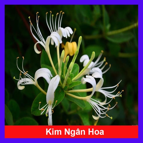 Cây Kim Ngân Hoa