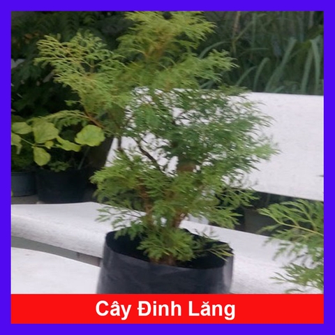 Cây Đinh Lăng