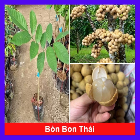 Cây Bòn Bon