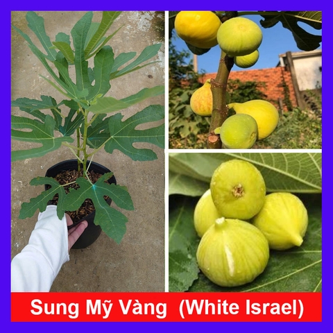 Cây Sung Mỹ White Israel