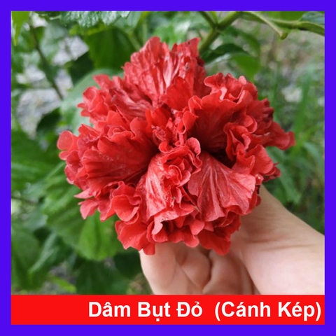 Cây Dâm Bụt Kép Đỏ