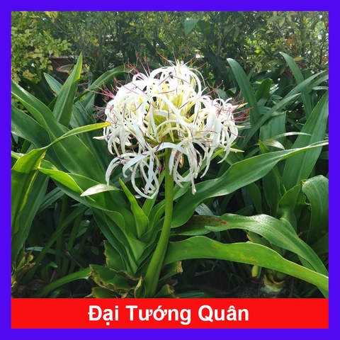 Cây Tướng Quân