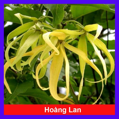 Cây Hoàng Lan