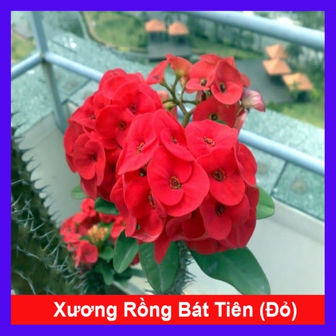 Cây Xương Rồng Đỏ