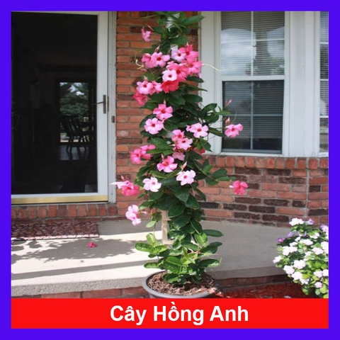 Cây Hồng Anh Dây Leo
