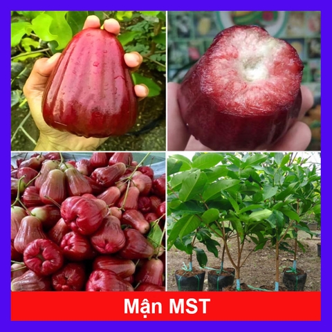 Cây Mận Hồng MST
