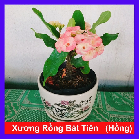 Cây Xương Rồng Hồng